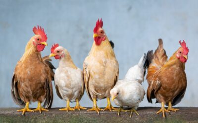 National Dance Like a Chicken Day: The Ultimate Guide to Cluckin’ Fun