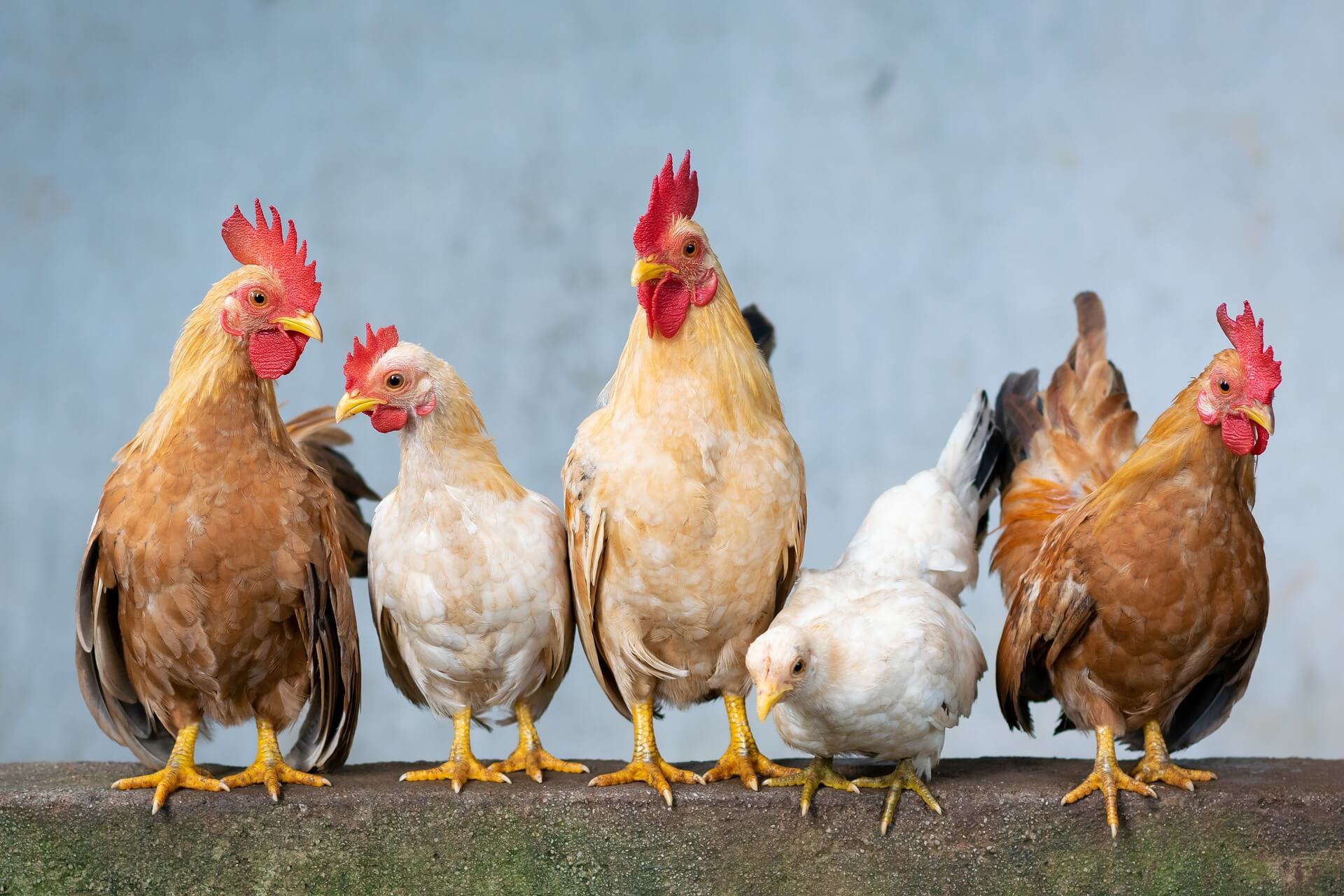 national dance like a chicken day