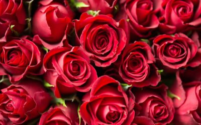 National Red Rose Day: How Creativity Blossomed into a Cultural Phenomenon