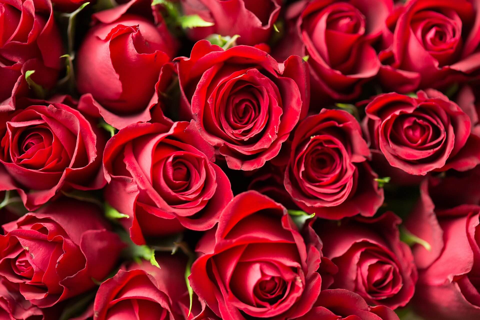 national red rose day