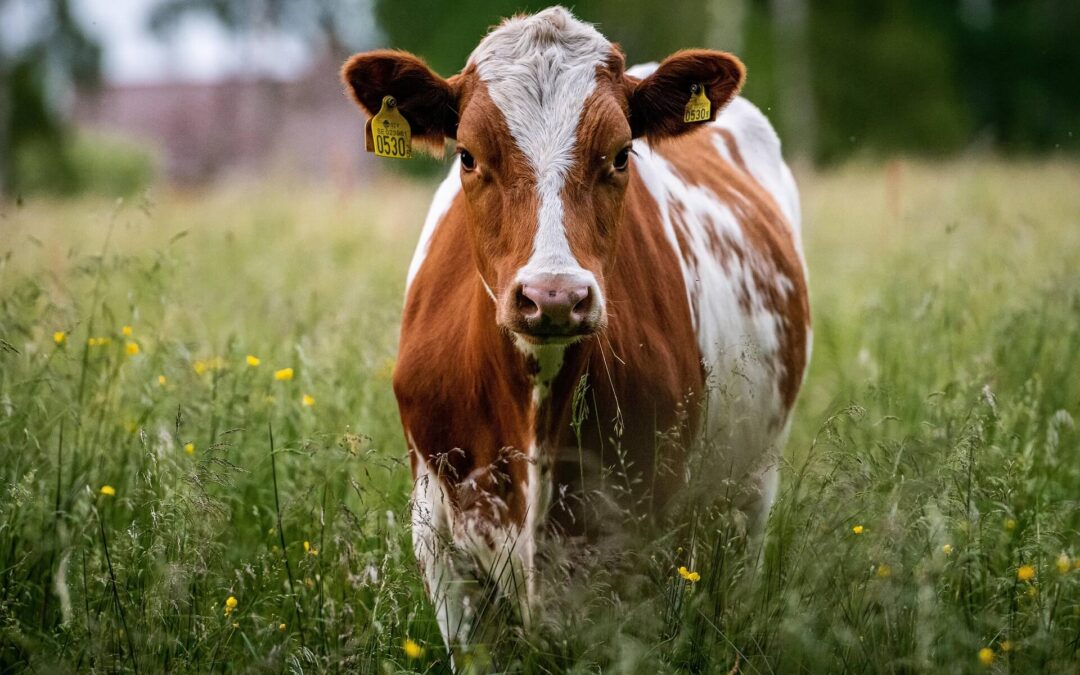 Cow Appreciation Day: An Udderly Awesome Celebration of Bovine Brilliance