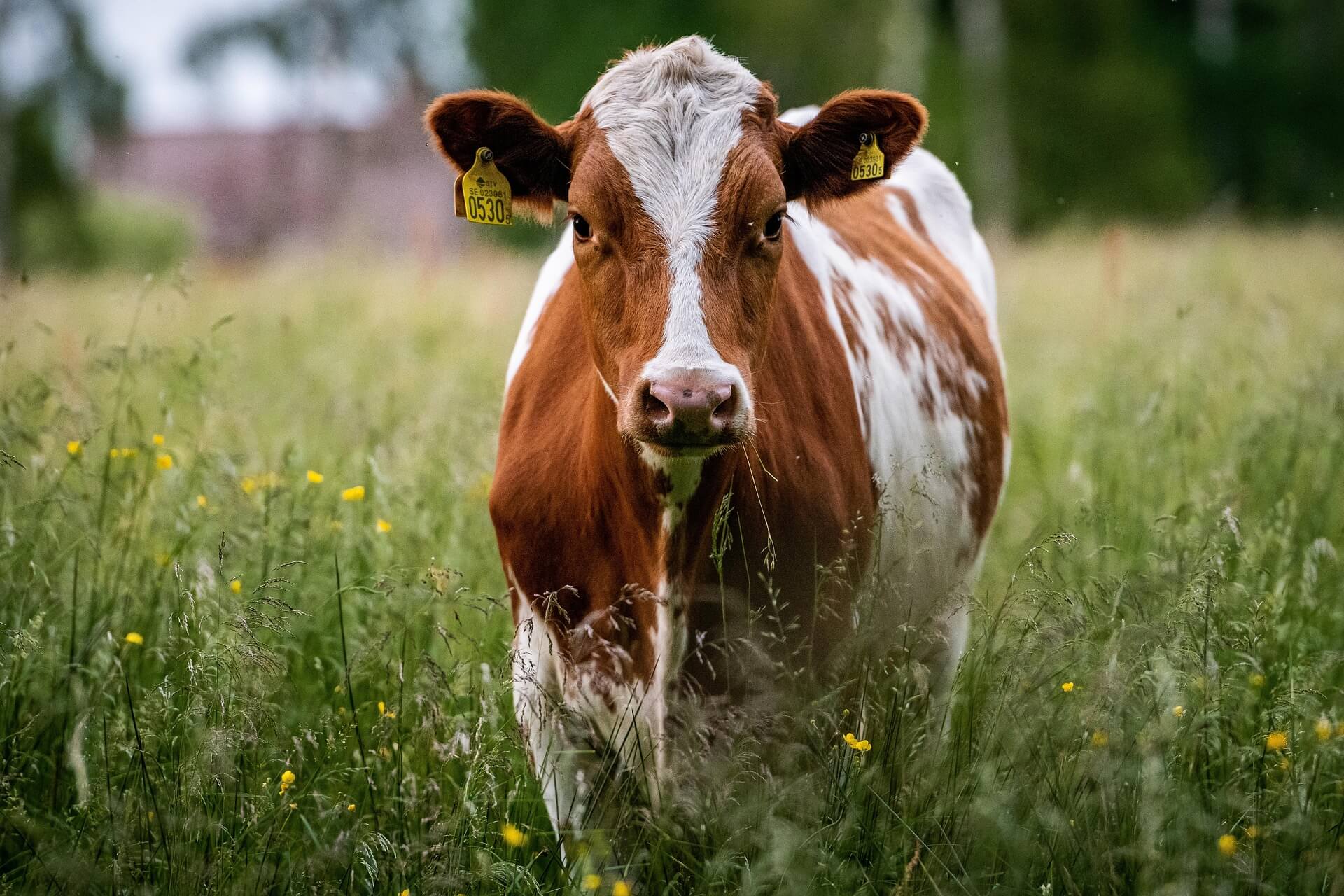 cow appreciation day