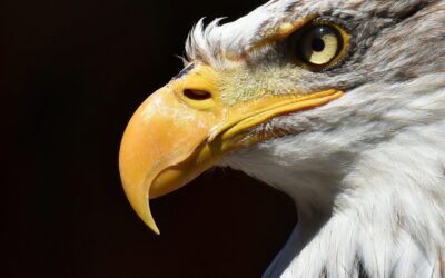 American Eagle Day: A Legendary Celebration of Freedom, Feathers, and Fierceness