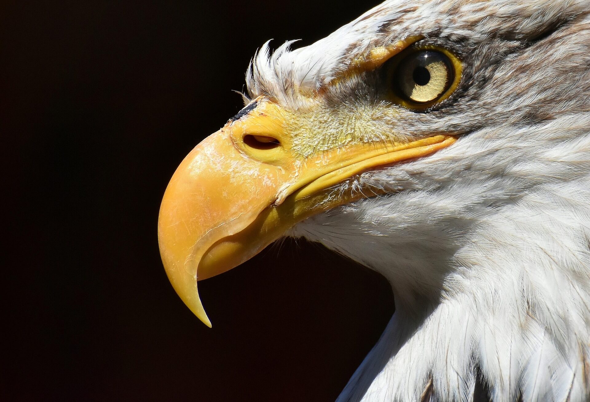 american eagle day