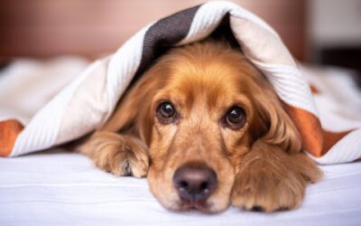 Take Your Dog to Work Day: The Ultimate Delight for Every Office Pack