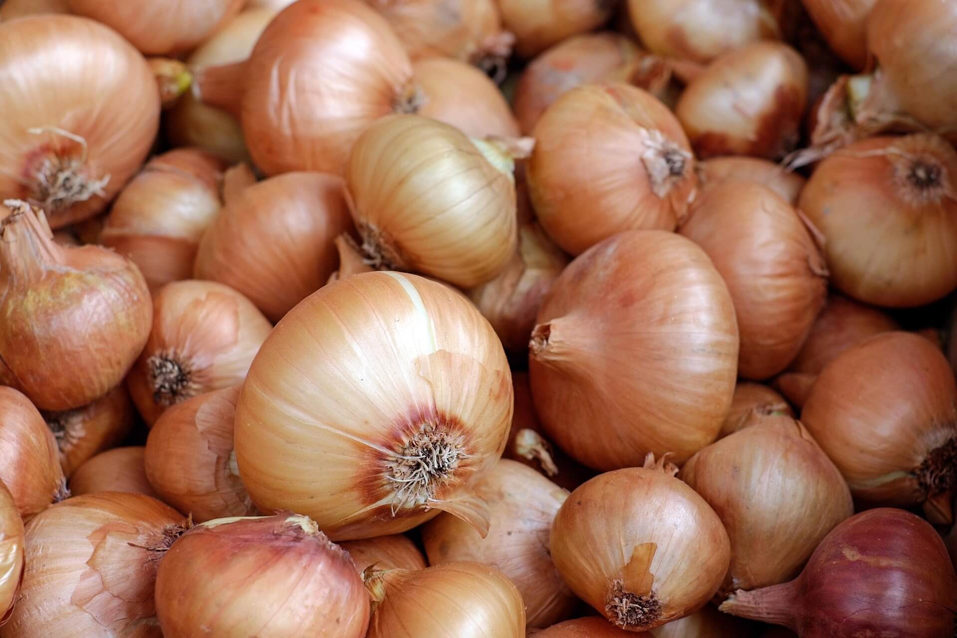 national onion day