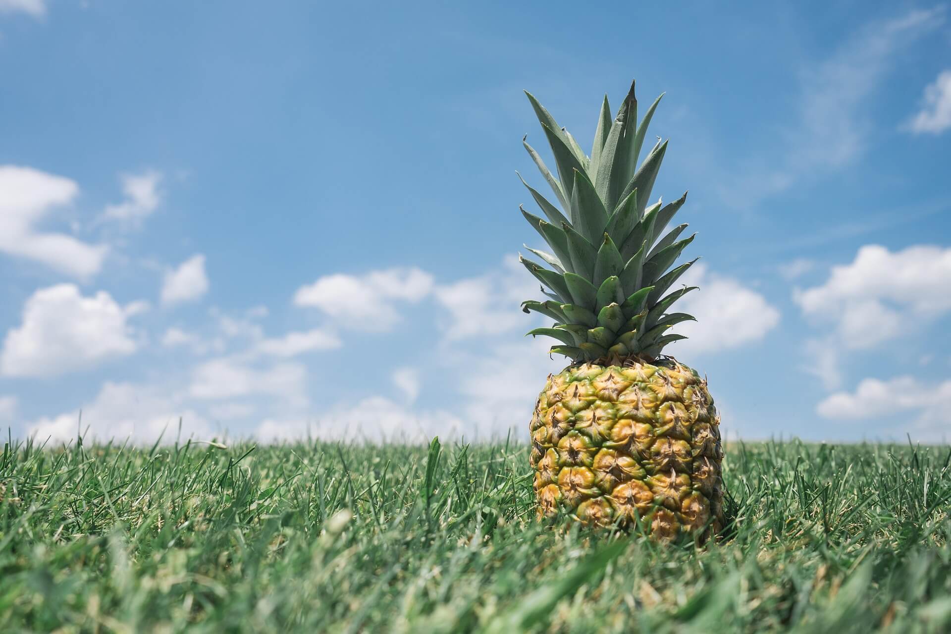 international pineapple day