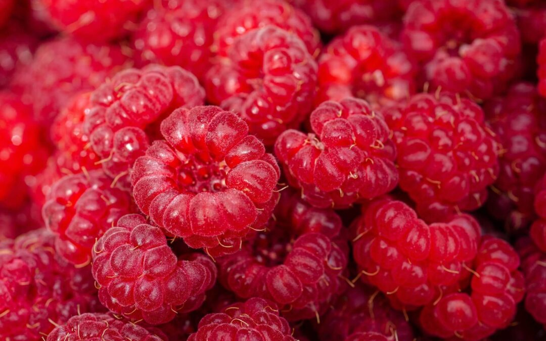 National Raspberry Day: A Delicious Dive into Nature’s Most Irresistible Berry