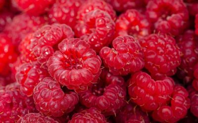 National Raspberry Day: A Delicious Dive into Nature’s Most Irresistible Berry