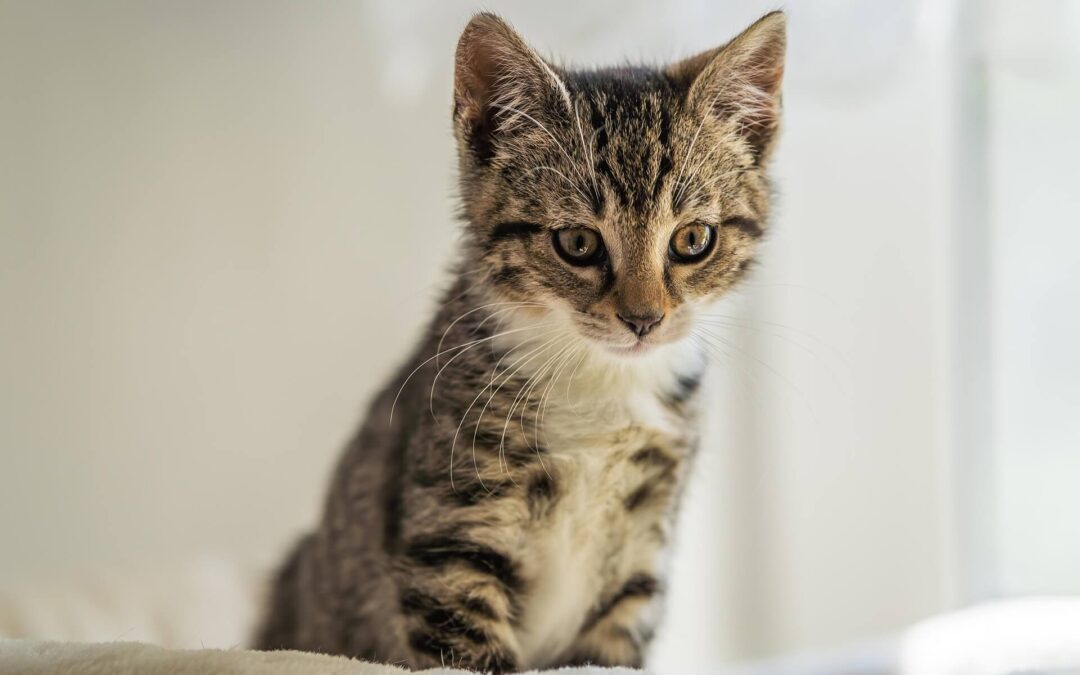 National Kitten Day: An Adorable Celebration of Whiskers, Chaos, and Cuteness