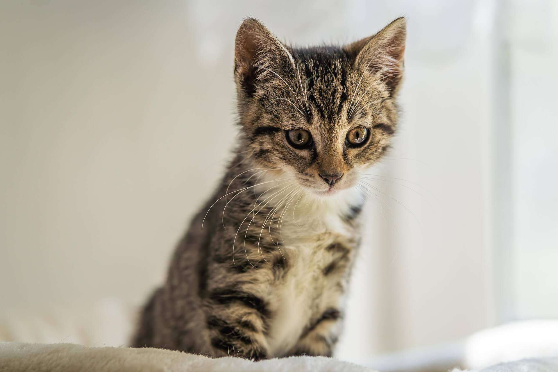national kitten day