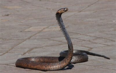World Snake Day: A Slithering Celebration of Survival and Awe-Inspiring Creatures