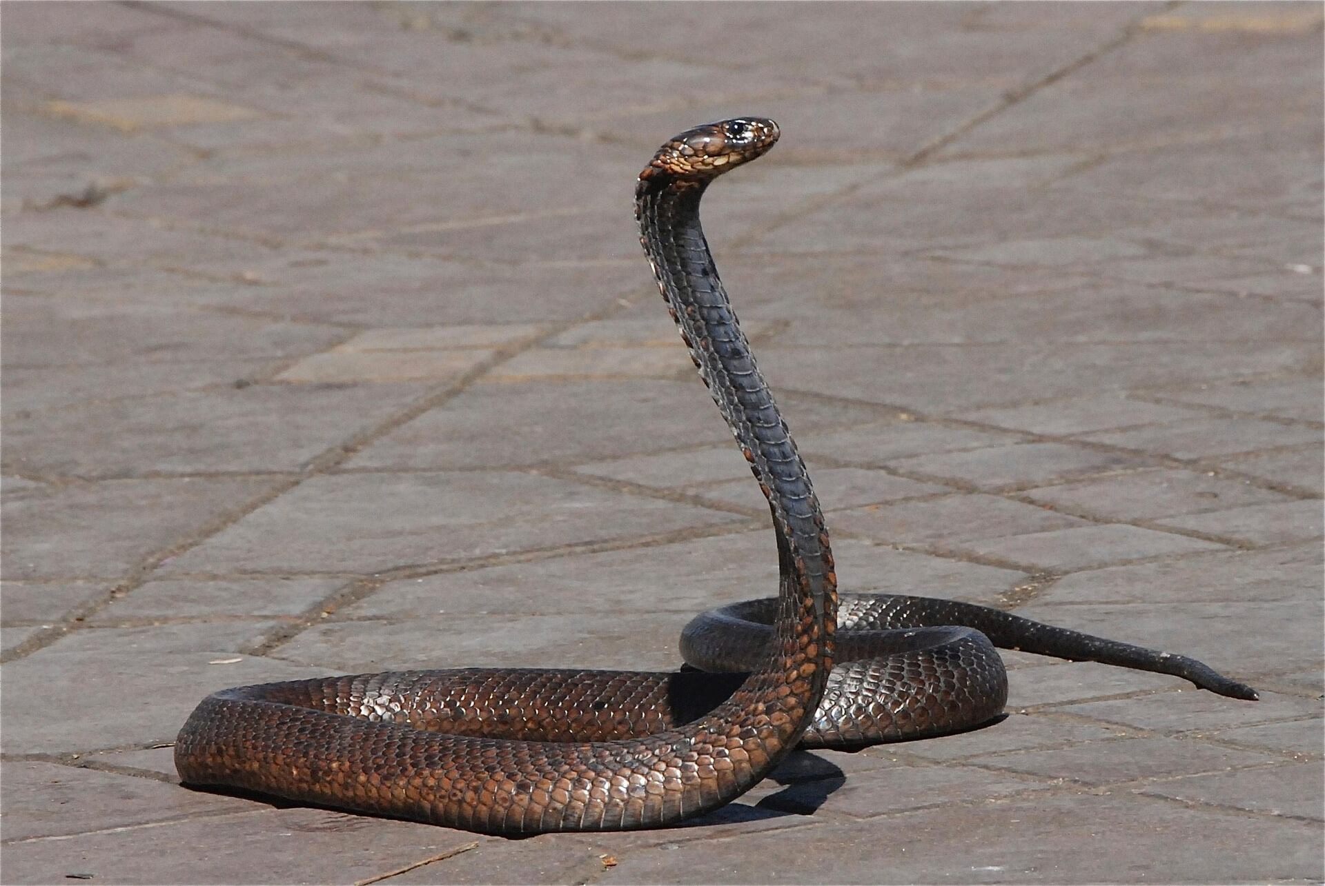 world snake day