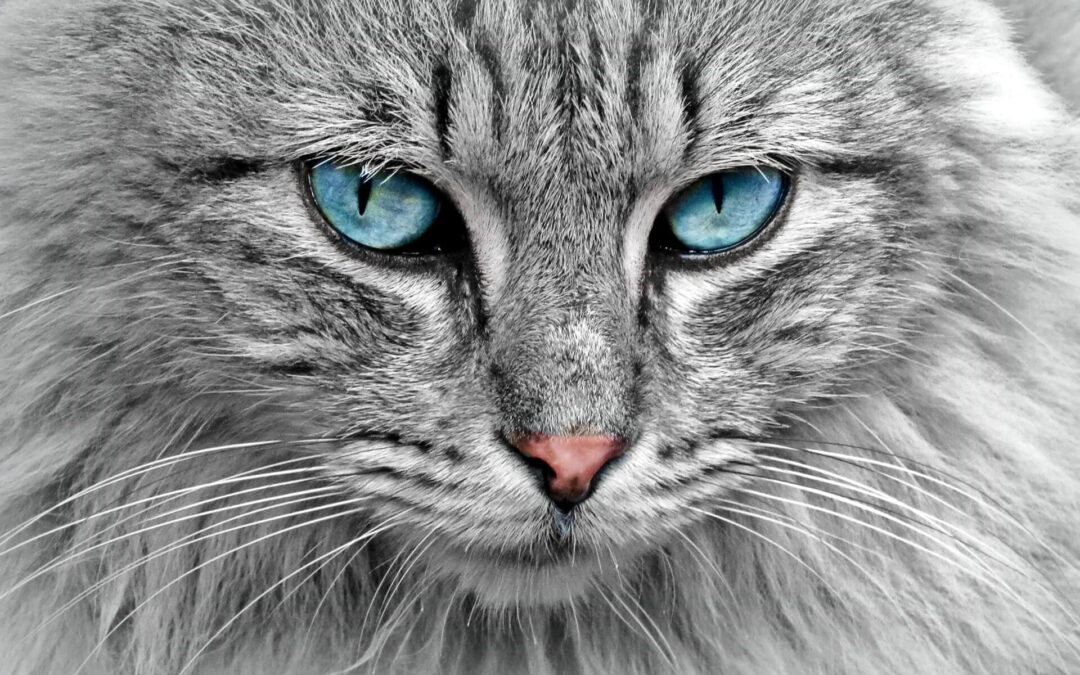 International Cat Day: The Purr-fect Excuse for an Absolutely Lazy Celebration