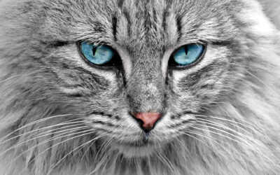 International Cat Day: The Purr-fect Excuse for an Absolutely Lazy Celebration