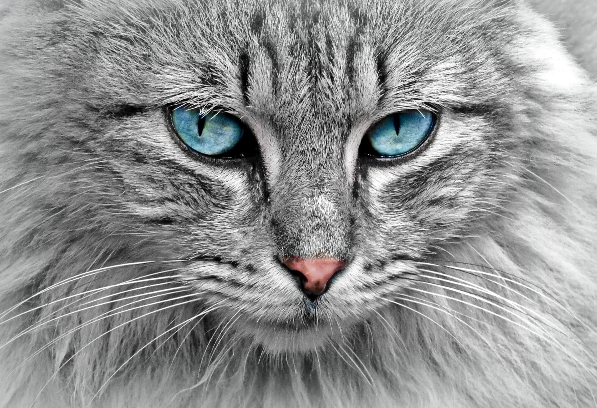 international cat day