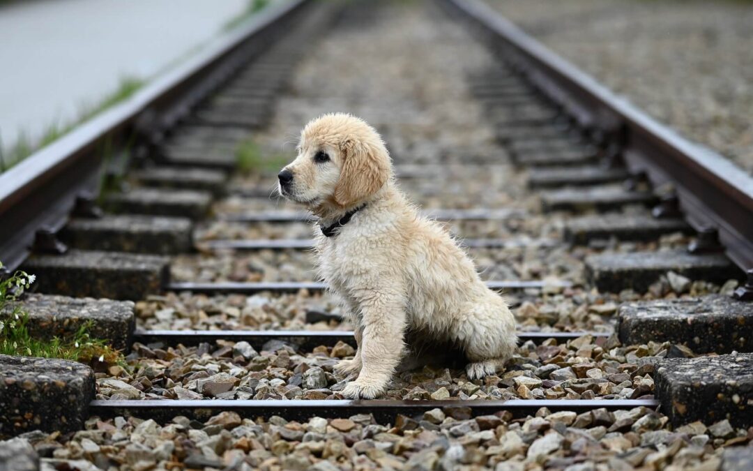 National Dog Day: Discover the Amazing Bond Between Humans and Dogs