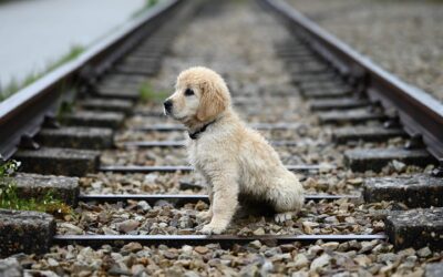 National Dog Day: Discover the Amazing Bond Between Humans and Dogs